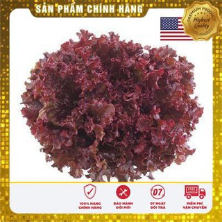 Hat giống rau xà lách xoăn tím 5GR USA