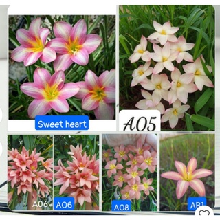 Combo 5 củ huệ mưa ngoại 5 màu hoa như ảnh ạ.