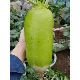 CỦ CẢI HÀN QUỐC SIÊU TO KHỔNG LỒ