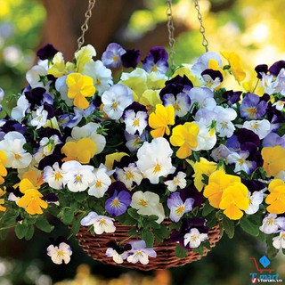 HẠT GIỐNG HOA PANSY-viola