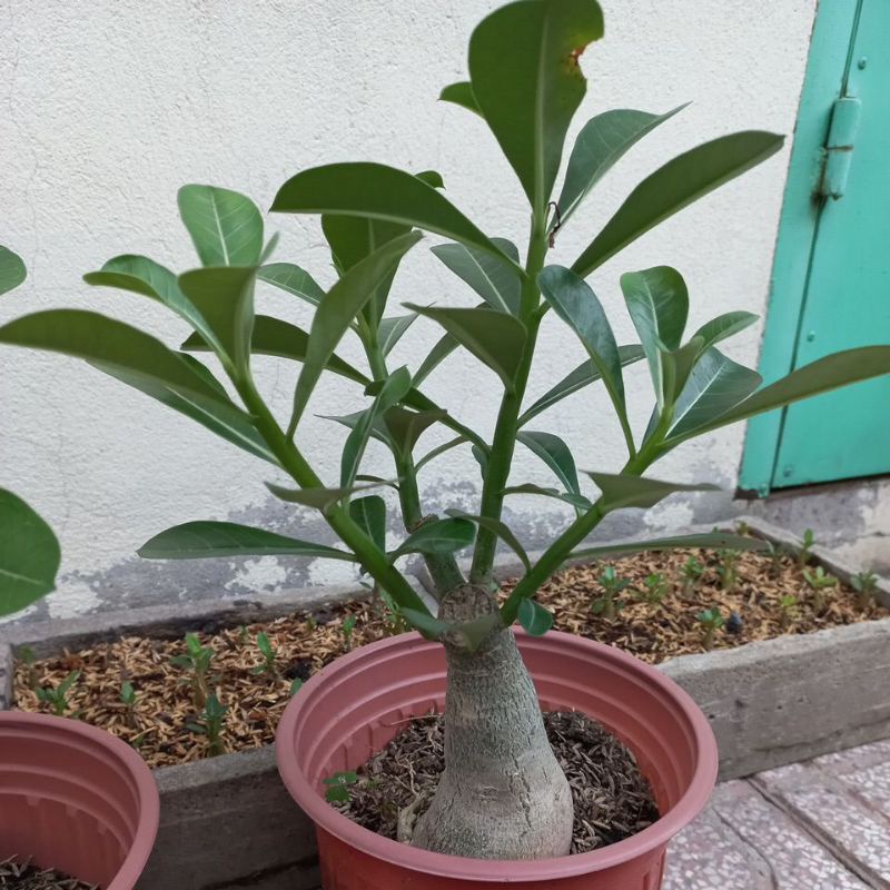 Cây hoa sứ cánh đơn