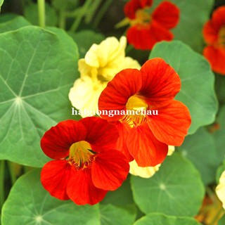 15h - hạt giống hoa sen cạn đứng mix
