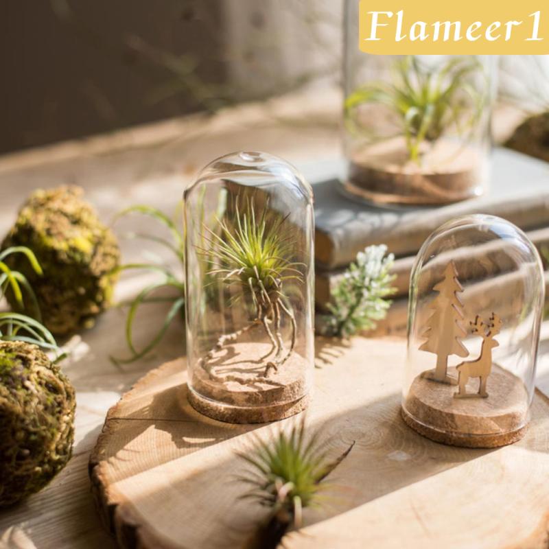 [Flameameer1] Bình Hoa Thủy Tinh Nắp Phong Cảnh Terrarium