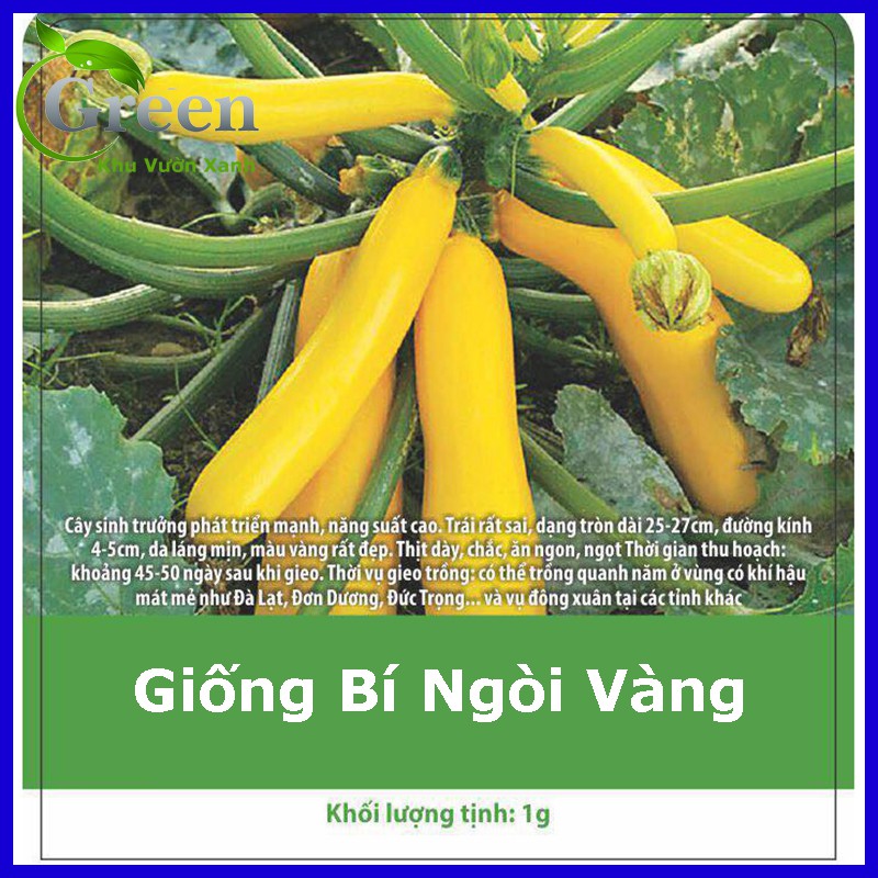 Hạt giống bí ngòi vàng