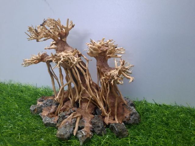 LŨA BONSAI CẤY RÊU