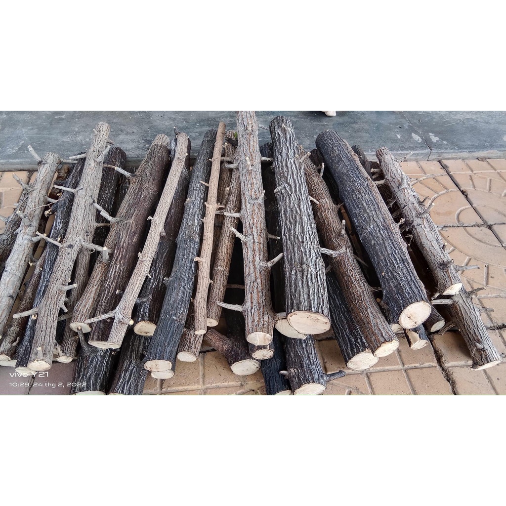 LŨA THẠCH SÙNG CÓ VÕ - CHUYÊN SET UP LAYOUT RỪNG BỂ THỦY SINH 1KG - LŨA THẴNG ĐẸP