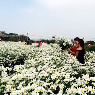 Hạt giống hoa cúc họa mi trắng