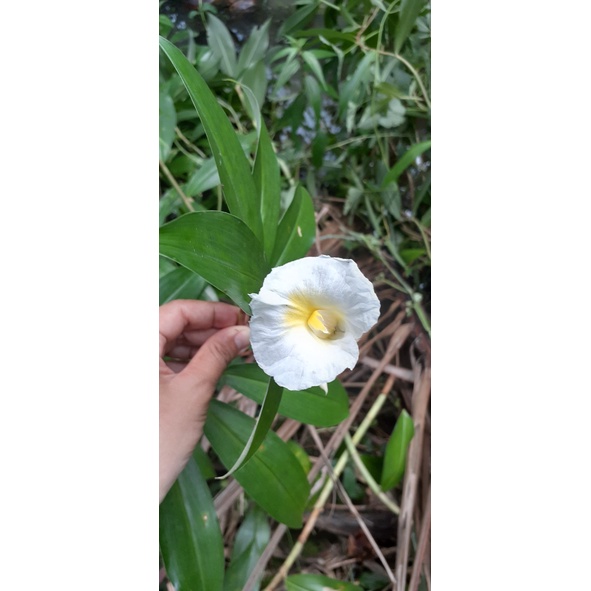 Cây Cát Lồi Giống (1 chậu)