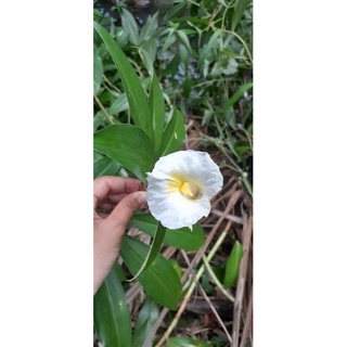Cát Lồi Giống (1 chậu) mía dò