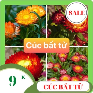 Hạt giống hoa cúc bất tử mix màu 100 hạt
