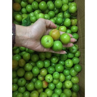 Mận hậu và Mận cơm Sơn La
