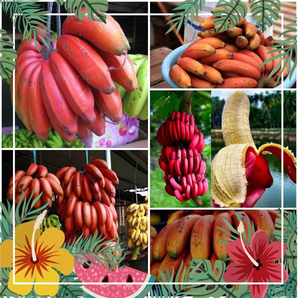 Hạt Giống Chuối Đỏ - 10 Hạt F1