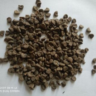 Gói 20 hạt giống atiso đỏ