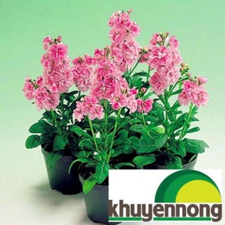 Hạt giống tử la lan 50 hạt