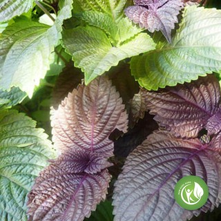 Cây Tía Tô (1kg khô) - ND237