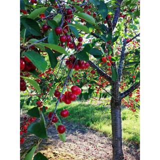 CÂY CHERRY ANH ĐÀO
