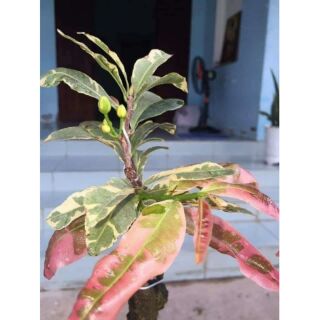 Cây Mai Vàng Lá Màu Cam Thạch ( gốc đẹp, giống mới)