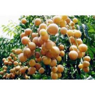 sản phẩm CÂY QUẤT HỒNG BÌ