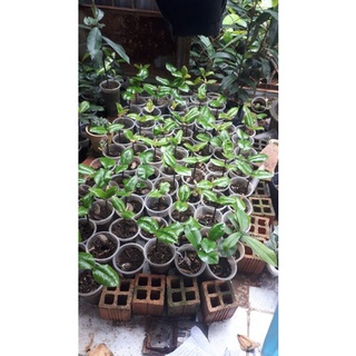 combo 10 cây hồng nhung Sóc Trăng ( loại 2 lá)