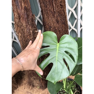 Monstera Deliciosa ( Trầu bà Nam Mỹ mini, size 20-24cm)