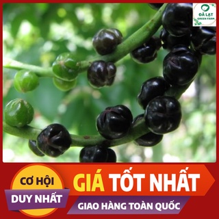 Hạt Giống RAU MỒNG TƠI_10GR (HẠT CHẤT LƯỢNG CHUẨN F1)