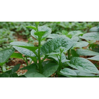 Hạt giống mồng tơi nhật.
