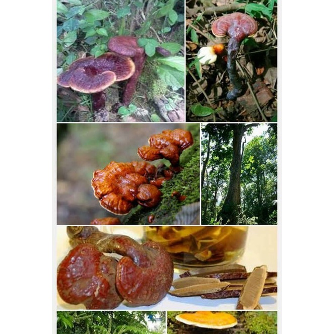 Nấm lim xanh Kon Tum