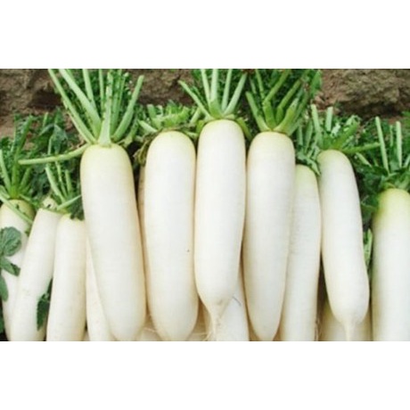 Shop 1k - 100 Hạt giống Củ Cải Trắng  tặng kèm Thuốc kích mầm + 5 hạt hướng dương lùn siêu bông)