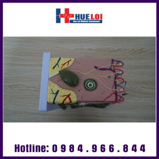 Mô hình giải phẫu da người