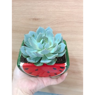 Combo Chậu Mini Kèm Sen đá