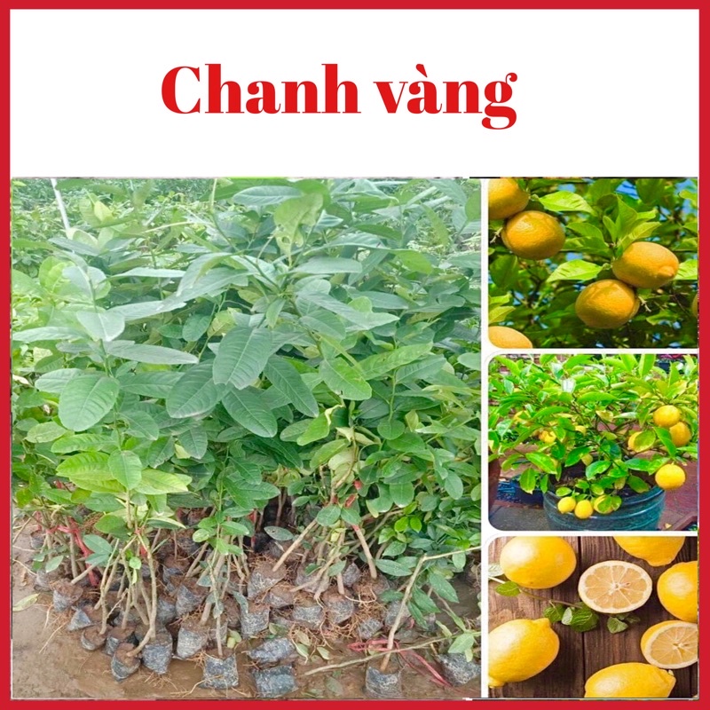 Cây chanh vàng Mỹ quả to mọng nước rất thơm 6 tháng ra quả (ảnh thật hình cuối)