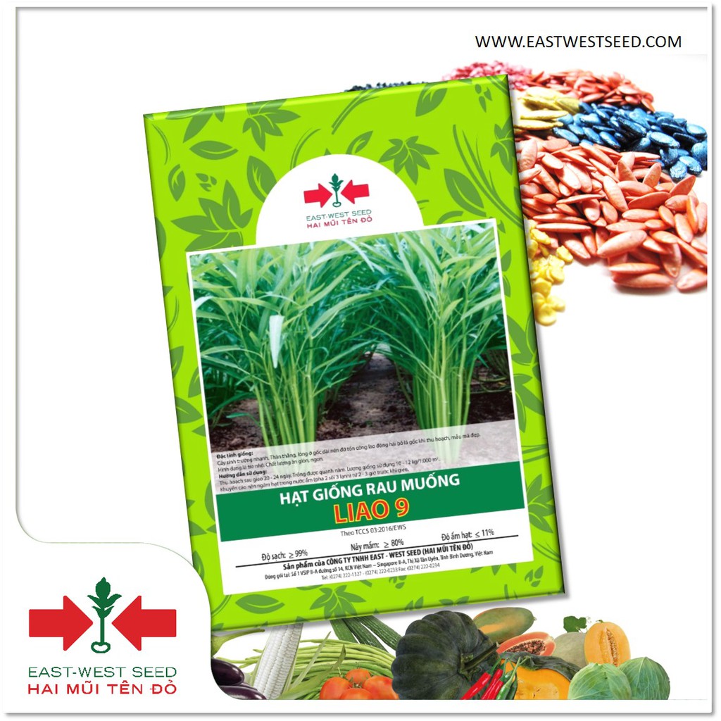 GÓI 1 KG HẠT RAU MUỐNG LIAO 9 CỦA EAST-WEST SEED (HAI MŨI TÊN ĐỎ)