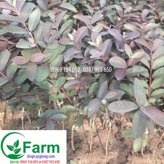 Combo 02 cây ổi tím ghép