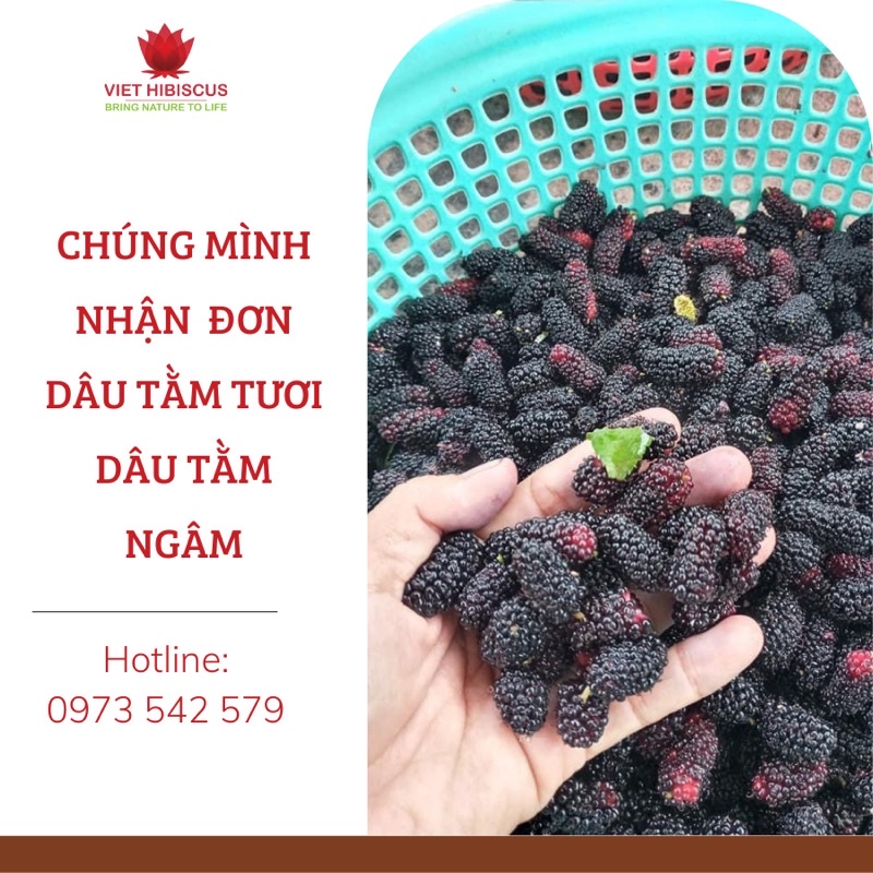 Dâu tằm ngâm đường kèm quả nguyên chất [Hủ 3kg]