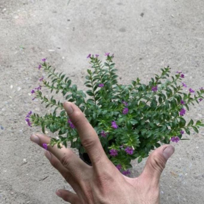 Cây hoa cẩm tú mai trồng bịch cao 10cm, hoa nở quanh năm và phát triển rất nhanh trồng trang trí sân vườn, ven tường