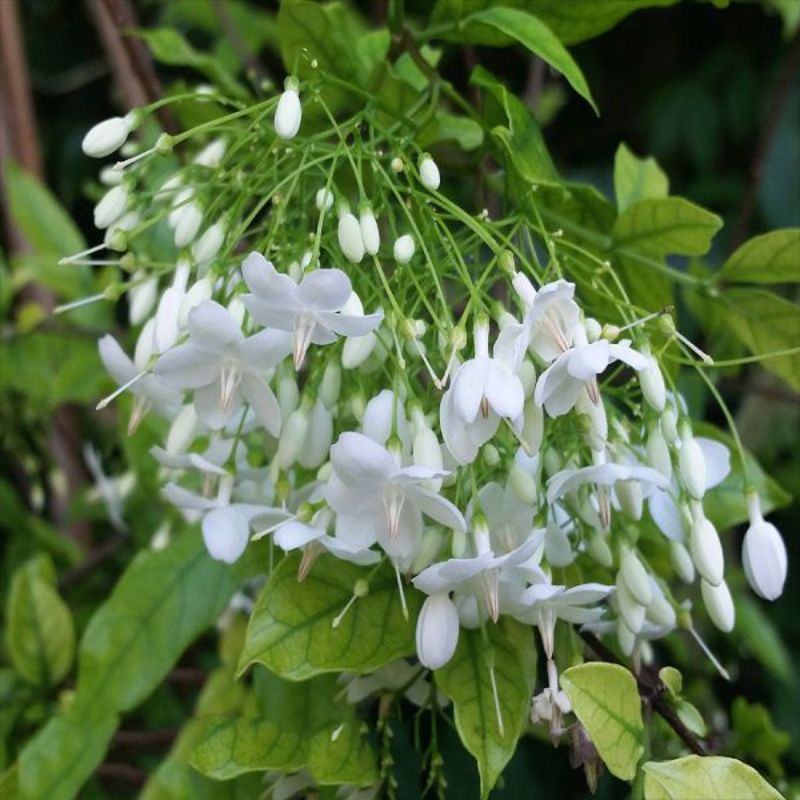 Cây Mai chiếu thủy nguyên chậu sẵn hoa, trang trí vườn