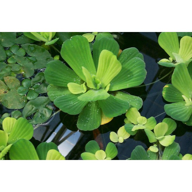 1 Nhánh Bèo cái To , Cây thủy sinh , cá cảnh- Trang tri hồ cá- hòn non bộ