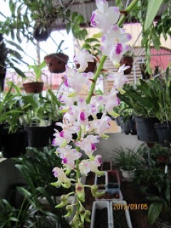Cây giống lan Cửu bảo tiên