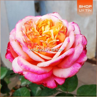 Hoa hồng ngoại Kordes bông siêu to MinaKun Shop