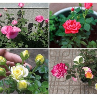 20 Hạt giống hoa Hồng Tỉ Muội Tặng Kèm Kích Mầm Và Hướng Dẫn- Hạt Chuẩn Nảy Mầm Tốt