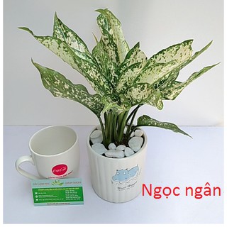 Combo Cây Ngọc Ngân và Phú Quý