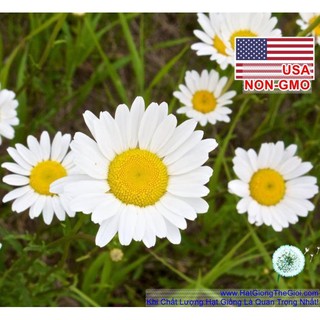 1000.HẠT Hạt Giống Hoa Cúc Họa Mi Marguerite 50cm (| -KD: B34*V72)