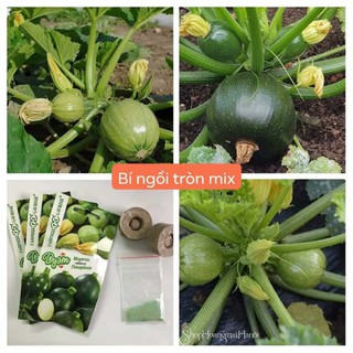 Hạt Giống Bí Ngòi Tròn Xanh Chịu Nhiệt - 1 gói 2gram (TẶNG gói kích thích hỗ trợ hạt nảy mầm)