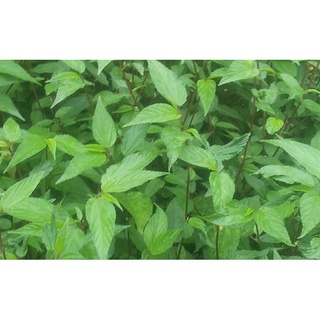 300 hạt giống rau đay