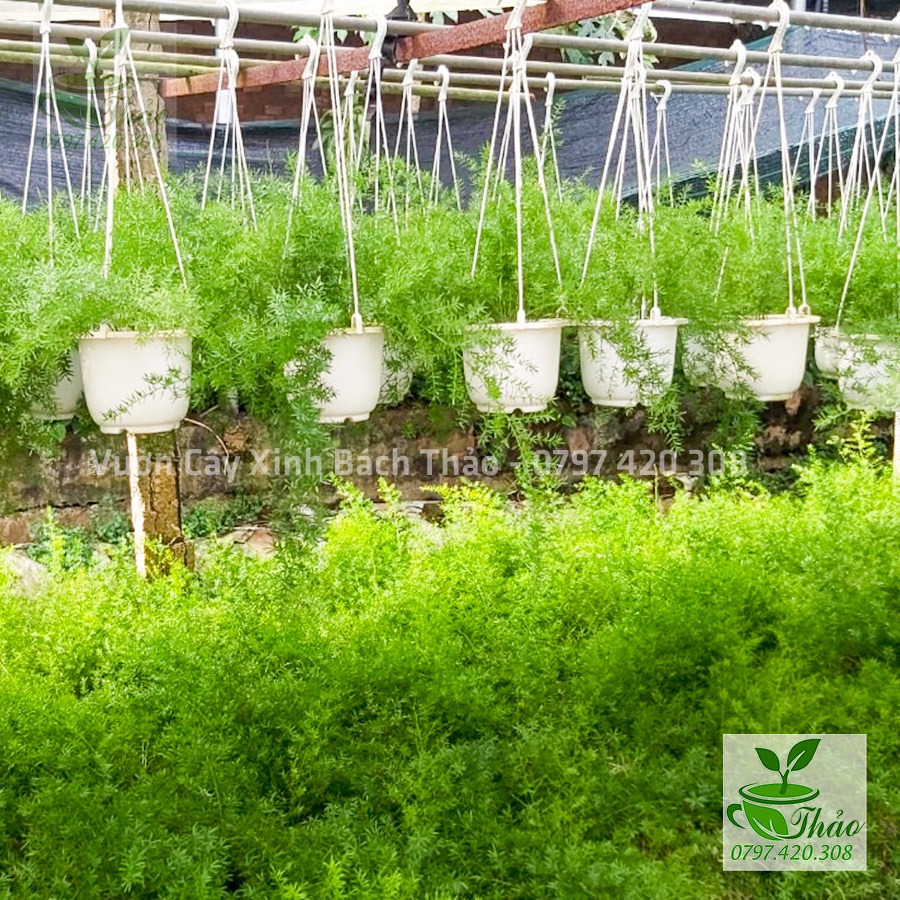 Cây Thiên Môn Đông, cây Trúc Thiên Môn chậu treo giá rẻ - Cây Hoa Việt
