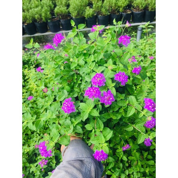 Chăm ổi tím leo rũ ban công