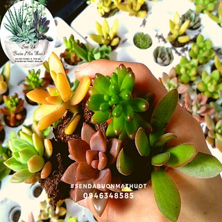 Combo sen đá vỉ ngẫu nhiên - sen đá buôn ma thuột