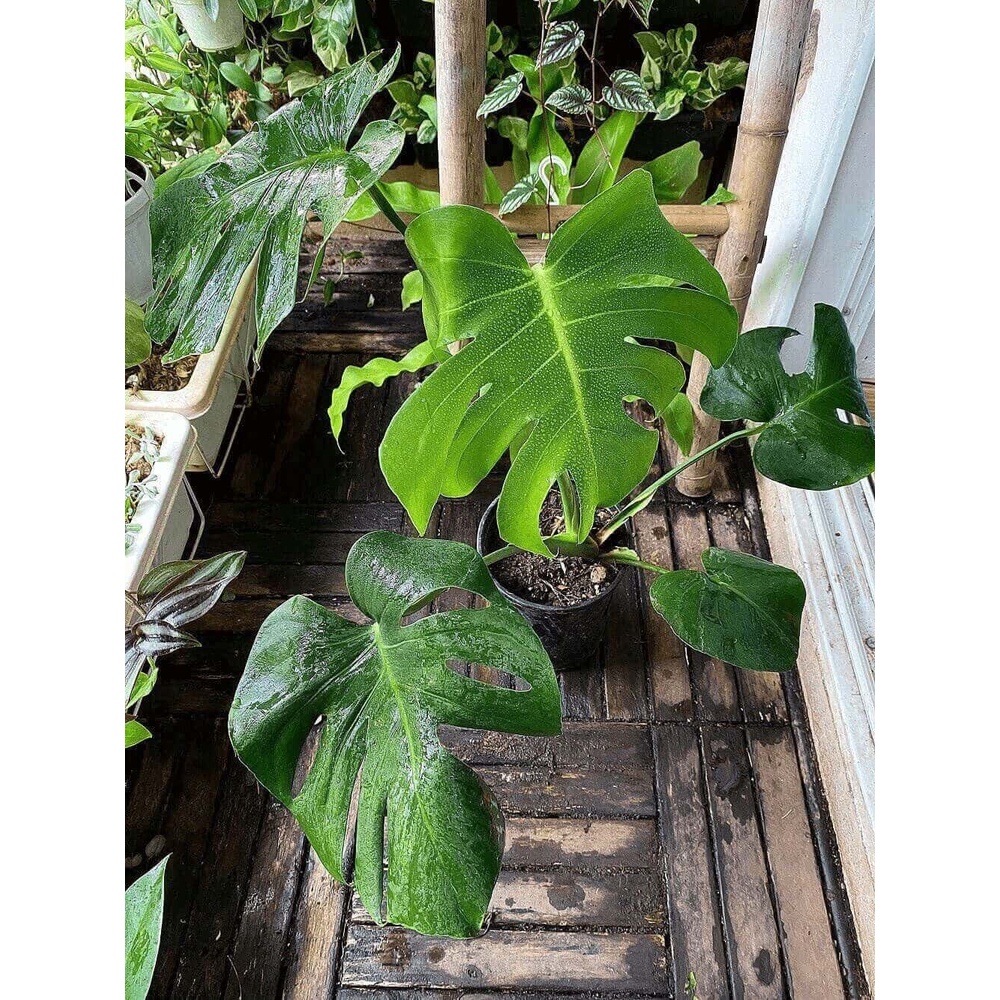 Cây Monstera deliciosa (Cây Quái Vật, Trầu Bà Lá Xẻ) trưởng thành có nhiều lá xẻ sâu chậu nhựa