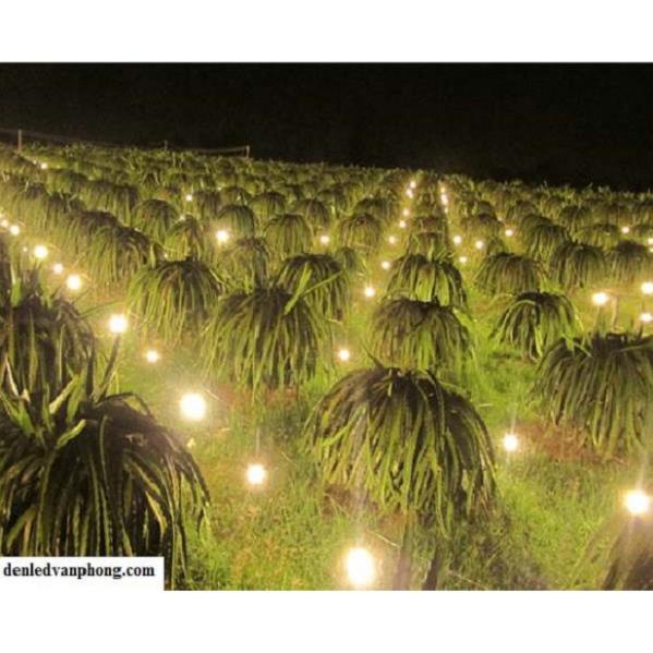 Dây Đui Đèn Trang Trí Ngoài Trời 10 Mét – 20 Đui HL Lighting