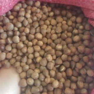 1kG HẠT DẺ RỪNG Điện BIÊN